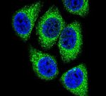 DEK Antibody in Immunocytochemistry (ICC/IF)