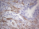 DES Antibody in Immunohistochemistry (Paraffin) (IHC (P))