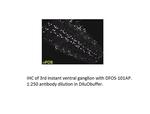 DFos Polyclonal Antibody