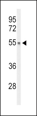DGCR2 Antibody in Western Blot (WB)