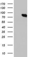 DGKA Antibody in Western Blot (WB)