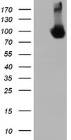 DGKA Antibody in Western Blot (WB)