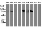 DGKA Antibody in Western Blot (WB)
