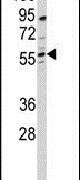 DHCR24 Antibody in Western Blot (WB)
