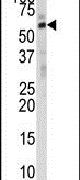 DHCR24 Antibody in Western Blot (WB)