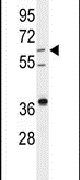 DHCR24 Antibody in Western Blot (WB)