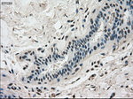 DHFR Antibody in Immunohistochemistry (Paraffin) (IHC (P))
