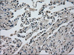 DHFR Antibody in Immunohistochemistry (Paraffin) (IHC (P))