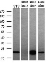 DHFR Antibody in Western Blot (WB)