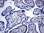 DHRS4L2 Antibody in Immunohistochemistry (Paraffin) (IHC (P))