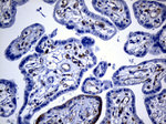 DHRS4L2 Antibody in Immunohistochemistry (Paraffin) (IHC (P))