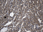 DHRS4L2 Antibody in Immunohistochemistry (Paraffin) (IHC (P))