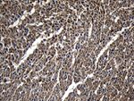 DHRS4L2 Antibody in Immunohistochemistry (Paraffin) (IHC (P))