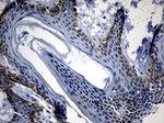 DHRS4L2 Antibody in Immunohistochemistry (Paraffin) (IHC (P))