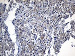 DHRS4L2 Antibody in Immunohistochemistry (Paraffin) (IHC (P))