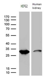 DHRS4L2 Antibody in Western Blot (WB)