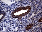 DIRAS2 Antibody in Immunohistochemistry (Paraffin) (IHC (P))