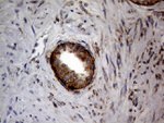 DIRAS2 Antibody in Immunohistochemistry (Paraffin) (IHC (P))