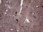 DIRAS2 Antibody in Immunohistochemistry (Paraffin) (IHC (P))