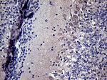 DIRAS2 Antibody in Immunohistochemistry (Paraffin) (IHC (P))