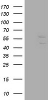 DIXDC1 Antibody in Western Blot (WB)