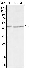 DKK3 Monoclonal Antibody (4G7)