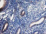 DLD Antibody in Immunohistochemistry (Paraffin) (IHC (P))