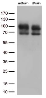 DLG4 Antibody in Western Blot (WB)