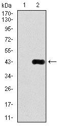 DLL4 Monoclonal Antibody (4A11)