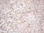 DLX4 Antibody in Immunohistochemistry (Paraffin) (IHC (P))