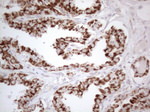 DLX4 Antibody in Immunohistochemistry (Paraffin) (IHC (P))