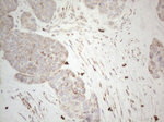 DLX4 Antibody in Immunohistochemistry (Paraffin) (IHC (P))