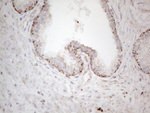 DLX4 Antibody in Immunohistochemistry (Paraffin) (IHC (P))