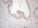 DLX4 Antibody in Immunohistochemistry (Paraffin) (IHC (P))