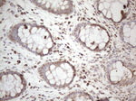 DLX4 Antibody in Immunohistochemistry (Paraffin) (IHC (P))