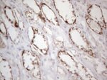DLX4 Antibody in Immunohistochemistry (Paraffin) (IHC (P))