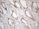 DLX4 Antibody in Immunohistochemistry (Paraffin) (IHC (P))