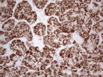 DLX4 Antibody in Immunohistochemistry (Paraffin) (IHC (P))