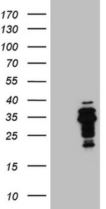 DLX4 Antibody in Western Blot (WB)