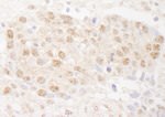 DMWD Antibody in Immunohistochemistry (IHC)