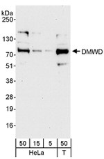 DMWD Antibody in Western Blot (WB)