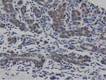 DNAJA2 Antibody in Immunohistochemistry (Paraffin) (IHC (P))