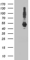 DNAJA2 Antibody in Western Blot (WB)