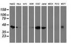 DNAJA2 Antibody in Western Blot (WB)