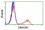 DNAJB1 Antibody in Flow Cytometry (Flow)