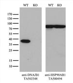 DNAJB1 Antibody