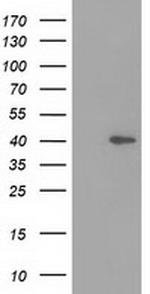 DNAJB1 Antibody in Western Blot (WB)