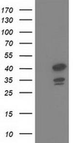 DNAJB1 Antibody in Western Blot (WB)