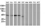 DNAJB1 Antibody in Western Blot (WB)