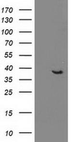 DNAJB1 Antibody in Western Blot (WB)